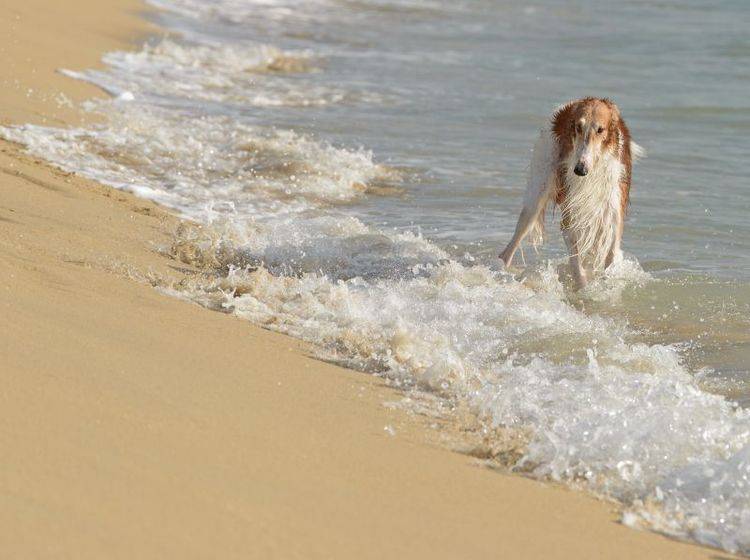 Spaziergänge am Strand: Das Richtige für den lauffreudigen Barsoi – Bild: Shutterstock / tsik