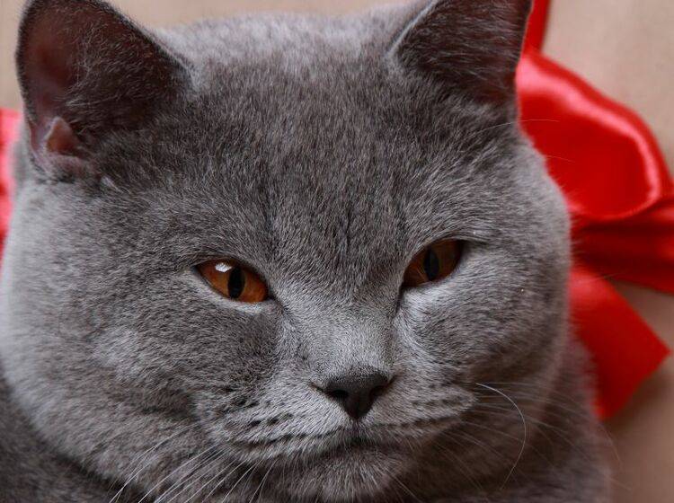 Die Weihnachtszeit naht: Adventskalender für Katzen – Bild: Shutterstock / Maryna Kulchytska