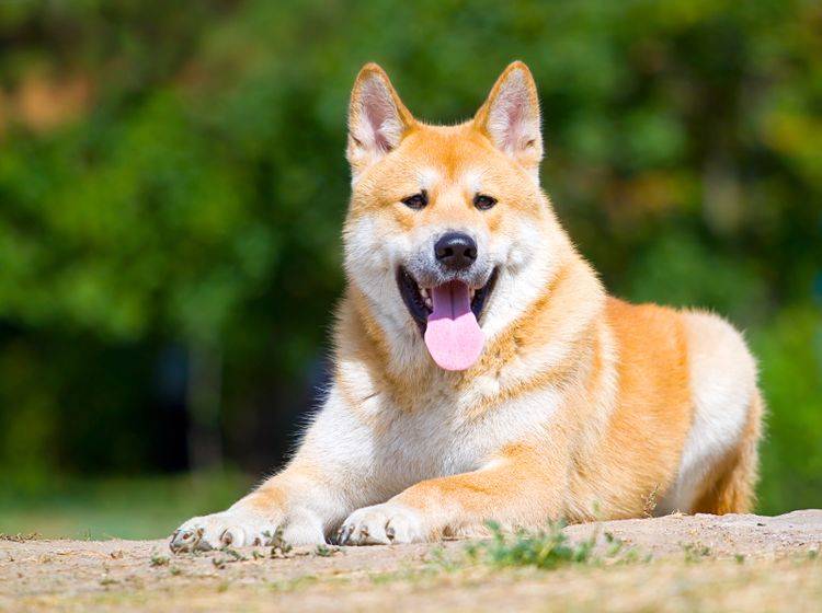 Akita-inu-liegt-und-entspannt-shutterstock-Sbolotova _213816376 Der Akita kann ein Gewicht von circa 45 Kilogramm erreichen – Bild: Shutterstock / Sbolotova