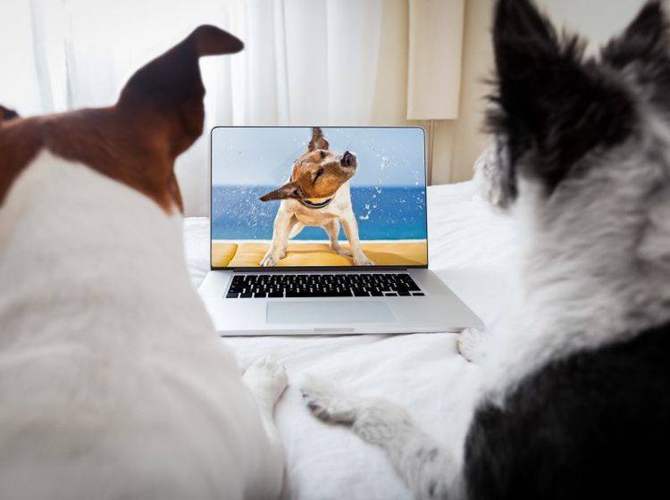 Dog-TV: Ein Fernsehsender nur für Hunde – Bild: Shutterstock / Javier Brosch