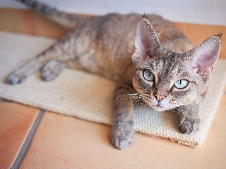Kratzteppich für Katzen zum Spielen und Krallenwetzen – Bild: Shutterstock / Veera