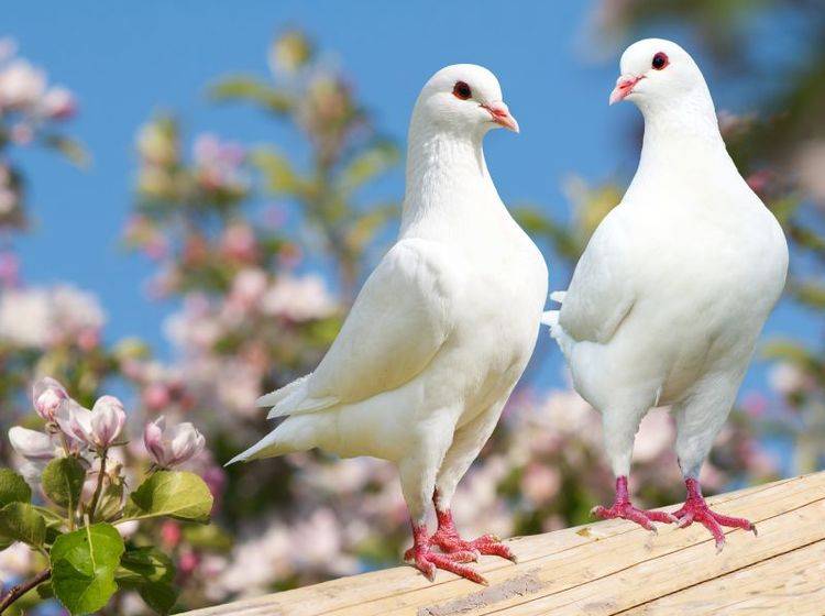 weisse-tauben-shutterstock-Daniel Prudek Traumhaft: Zwei reinweiß-gefiederte Turteltäubchen – Bild: Shutterstock / Daniel Prudek