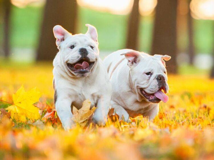 Nach der Kastration nimmt das Interessen von Rüden an Hündinnen ab – Shutterstock / Rita Kochmarjova