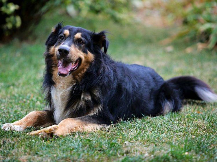 Einen Hund kastrieren zu lassen hat Vor- und Nachteile – Bild: Shutterstock / Zsolt Biczo