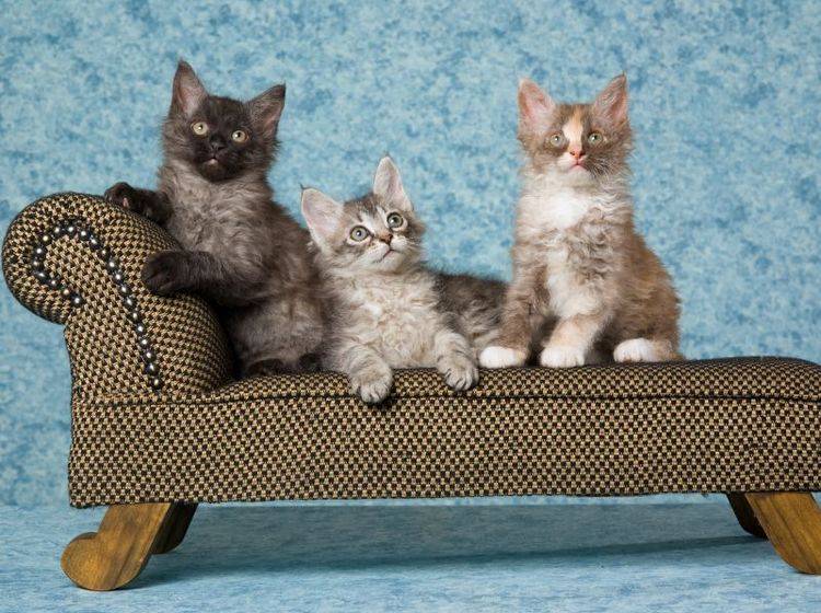 So flauschig: Niedliche LaPerm-Katzen im Dreierpack – Bild: Shutterstock / Linn Currie