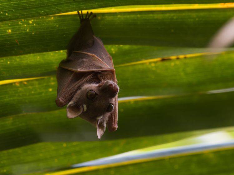 suesse-zwergfledermaus-unter-palmenblatt_Dave-Montreuil_shutterstock_213295069 Diese klitzekleine Fledermaus versteckt sich unter einem Palmblatt – Shutterstock / Dave Montreuil