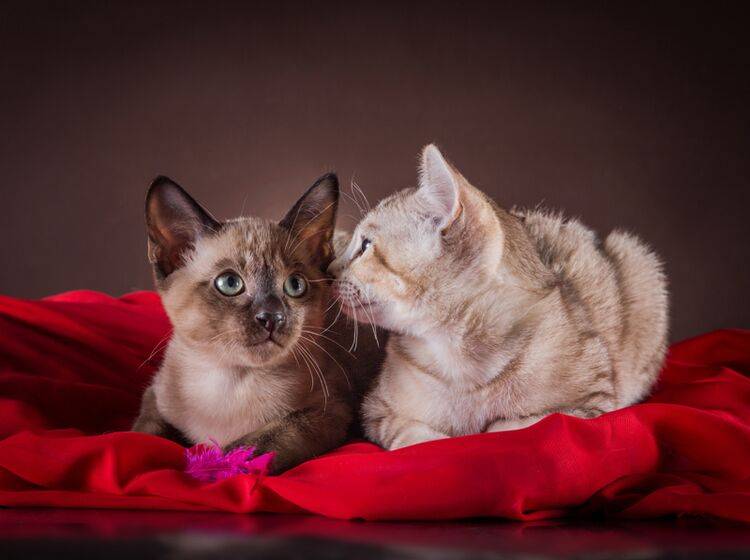 "Psst, hast du an den Kaufvertrag für uns gedacht?", flüstert das Kätzchen seinem Kumpel ins Ohr – Shutterstock / dezi