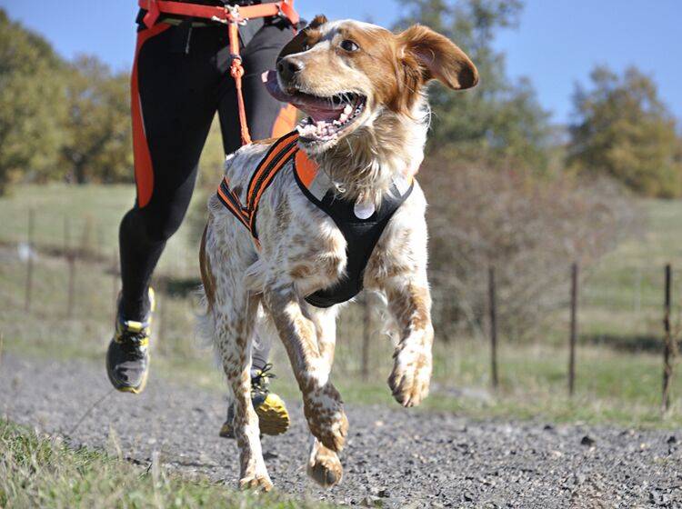 Canicross ist gut für Körper und Seele, sollte aber besser auf weichem, pfotenfreundlicherem Boden als hier zu sehen vollzogen werden – Shutterstock / Raquel Pedrosa