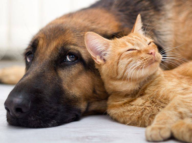 Katzen (Platz 1) und Hunde (Platz 2) sind weiterhin die beliebtesten Haustiere der Deutschen – Shutterstock / VP Photo Studio