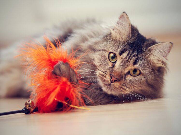 "Huch, was haben wir denn hier?! Das jage ich!!!", denkt sich diese Katze und beginnt das Spiel – Shutterstock / Elya Vatel