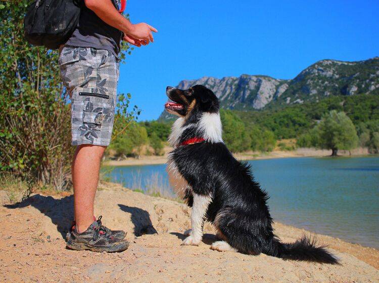 Am besten ist es, wenn der Hund dem Mensch aus freien Stücken folgt – Shutterstock / Melounix