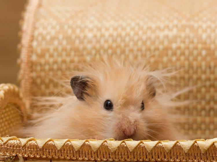 hamster-mit-langem-fell-shutterstock-Tikhonova Yana Da muss wohl jemand mal wieder zum Hamster-Friseur — Bild: Shutterstock / Tikhonova Yana