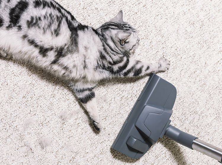 Viele Katzen haben Respekt vor dem "Staubsaugmonster" - Bild: Shutterstock / Mr_Mrs_Marcha