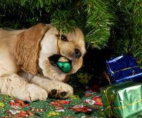 Weihnachtsdeko ist nichts für Hunde – Bild: Shutterstock / WilleeCole-Photography