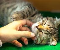 Mensch und Katze verstehen sich auch ohne Worte – Shutterstock / MOLPIX