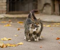 Katzen wissen: Liebe ist etwas Wundervolles! – Shutterstock / Oleg Shishkunov