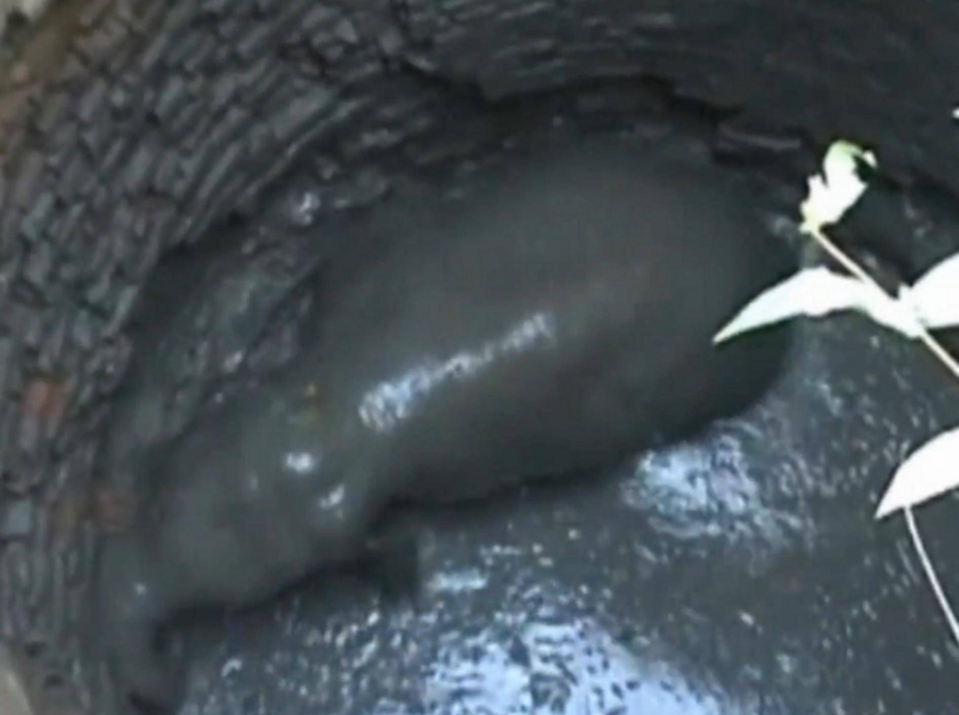 Indischer Babyelefant stürzt in Brunnen – Bild: Youtube / itnnews