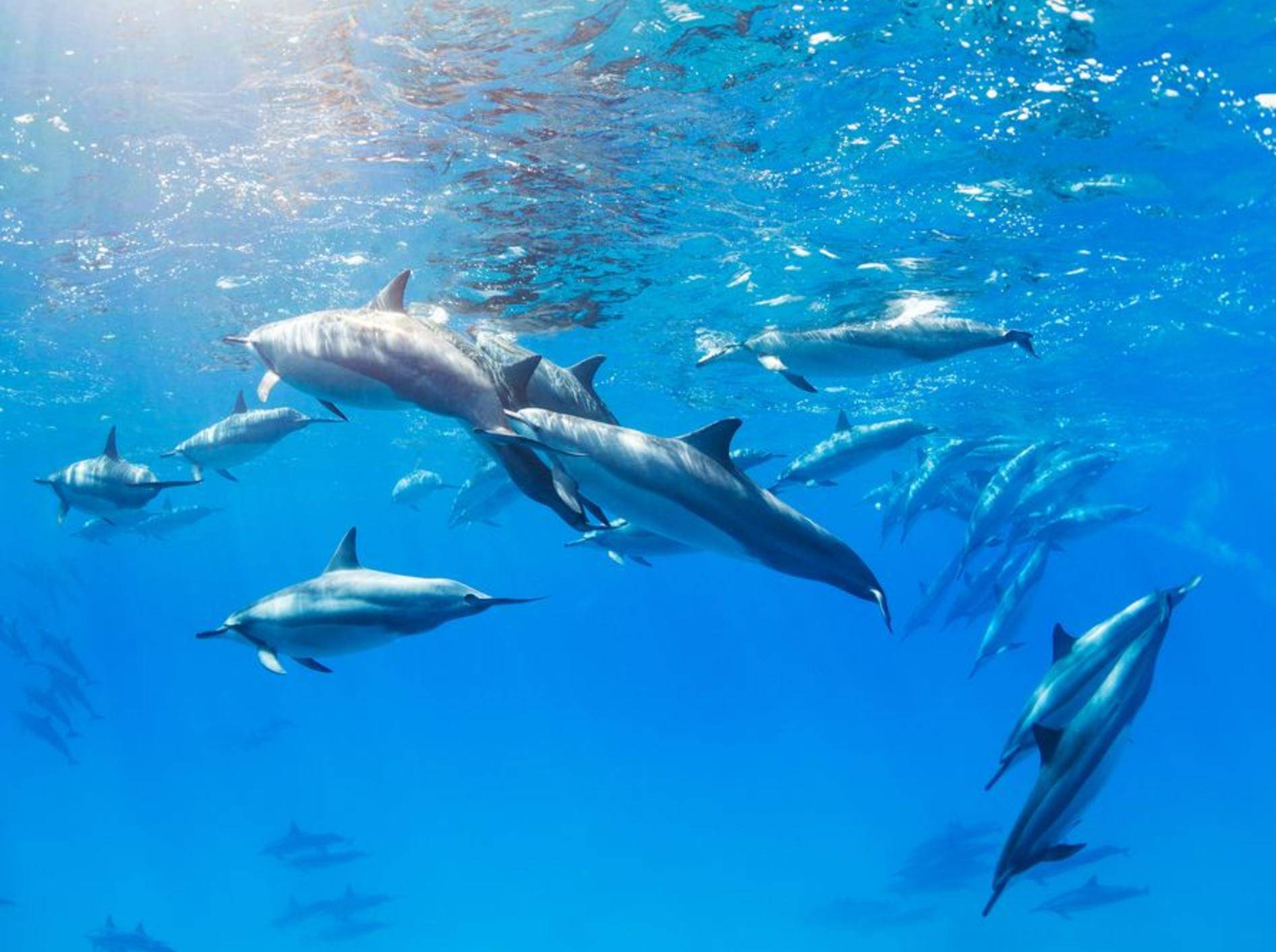 Delfinschwarm im Meer