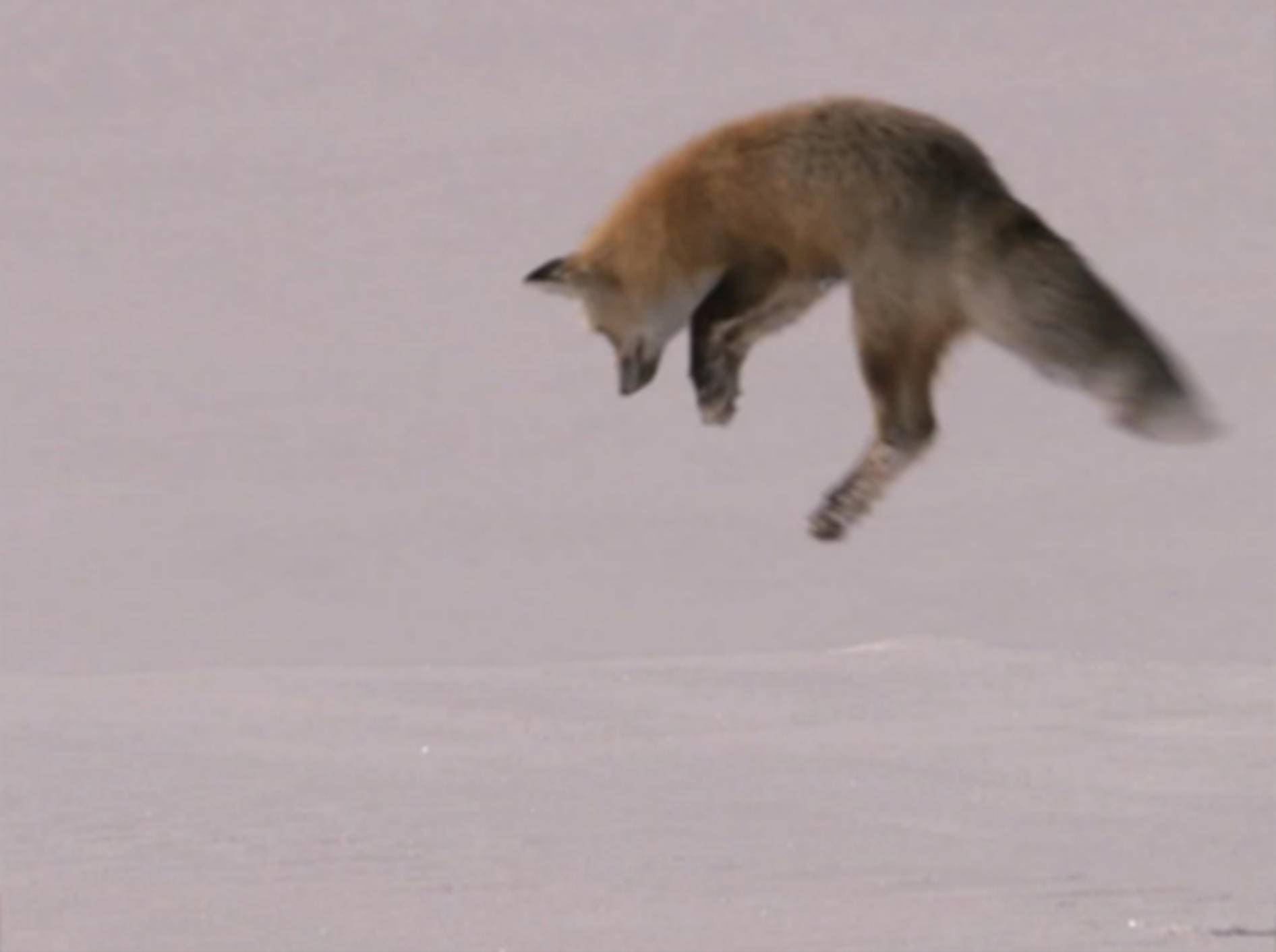 Faszinierender Schneetaucher: Fuchs auf der Jagd nach 2013?