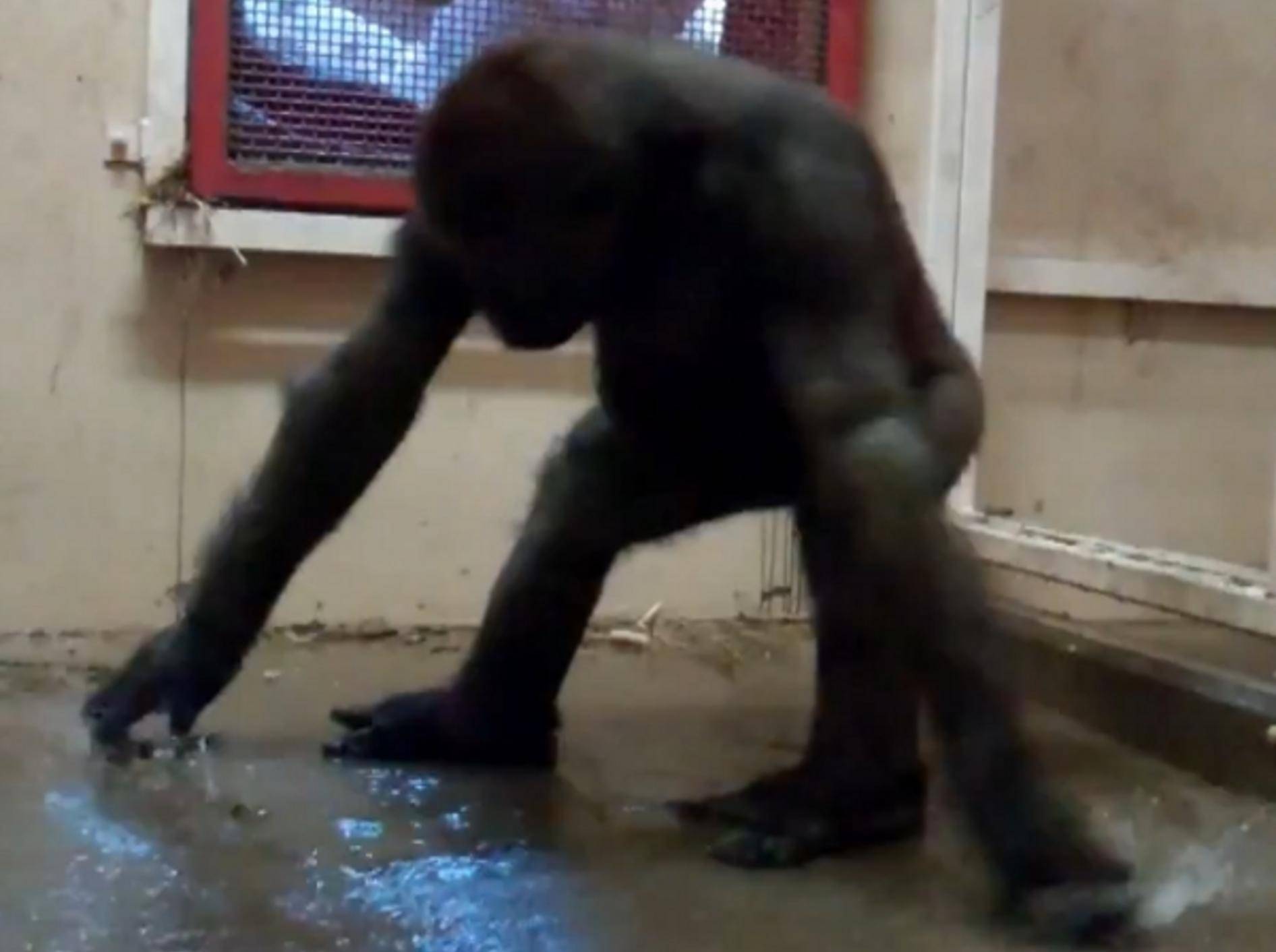 Gorilla tanzt für guten Zweck