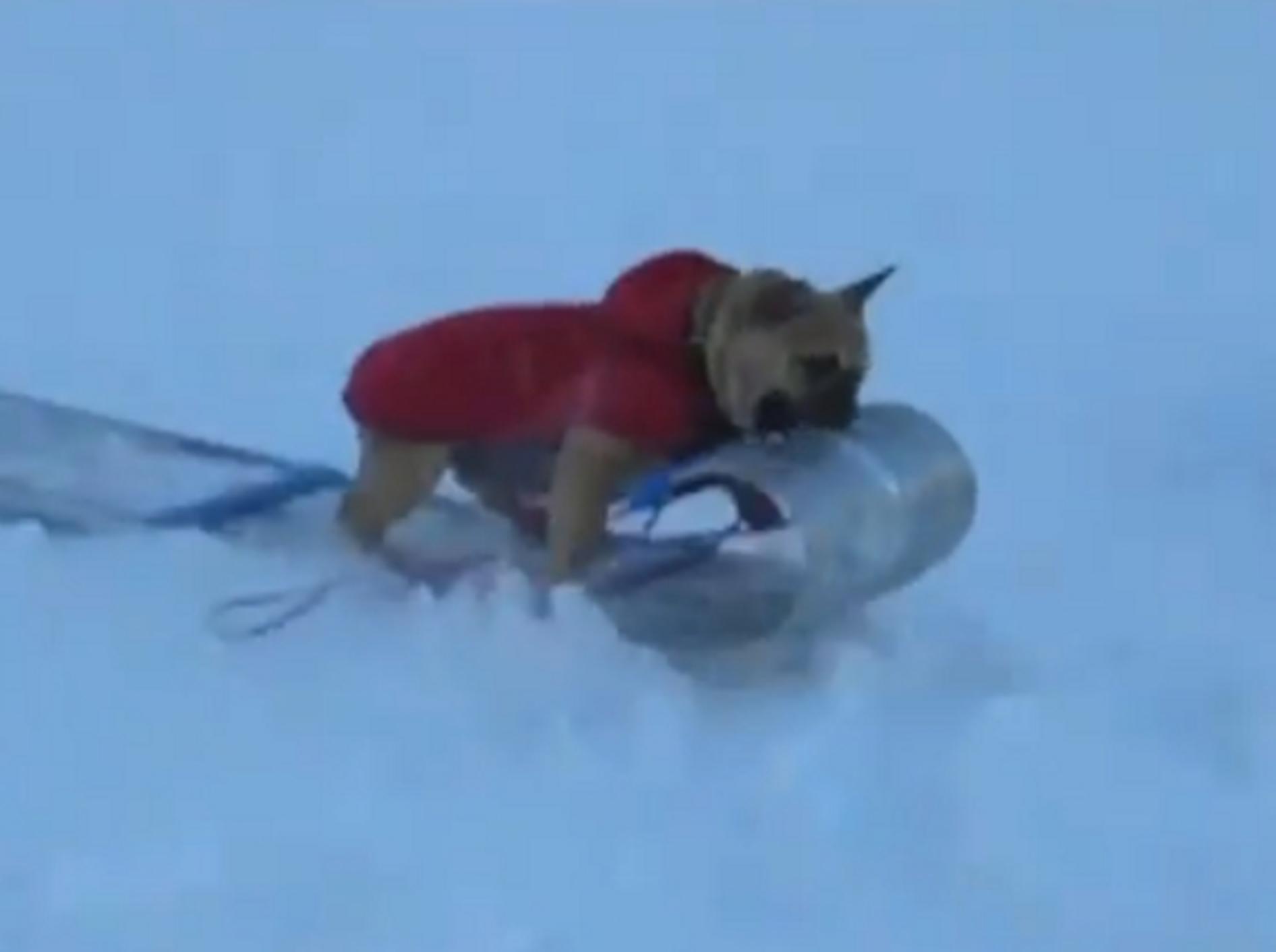 Hunde im Schnee: Immer bergab!