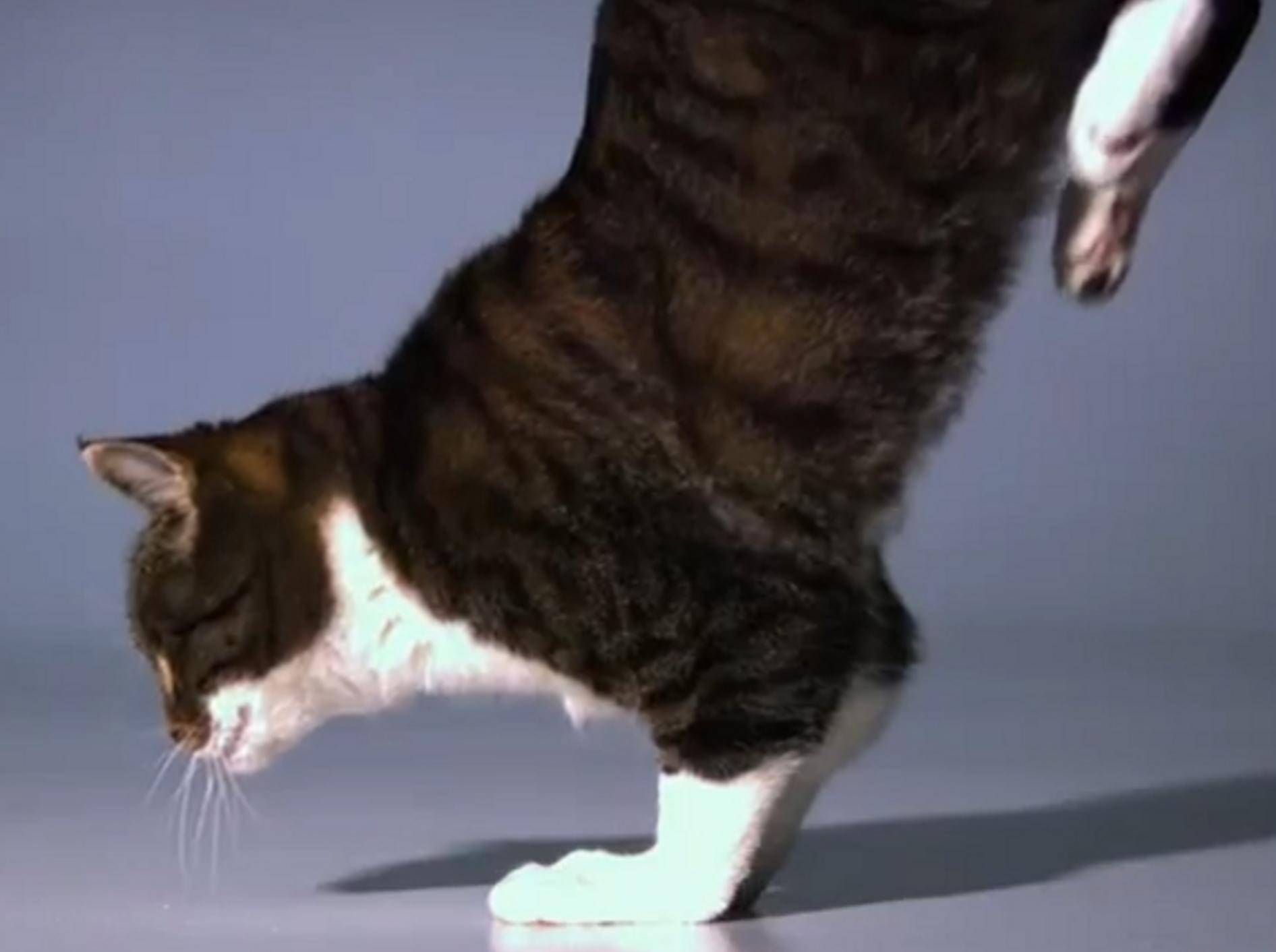 Katzen in Zeitlupe: Faszinierende Videoaufnahmen