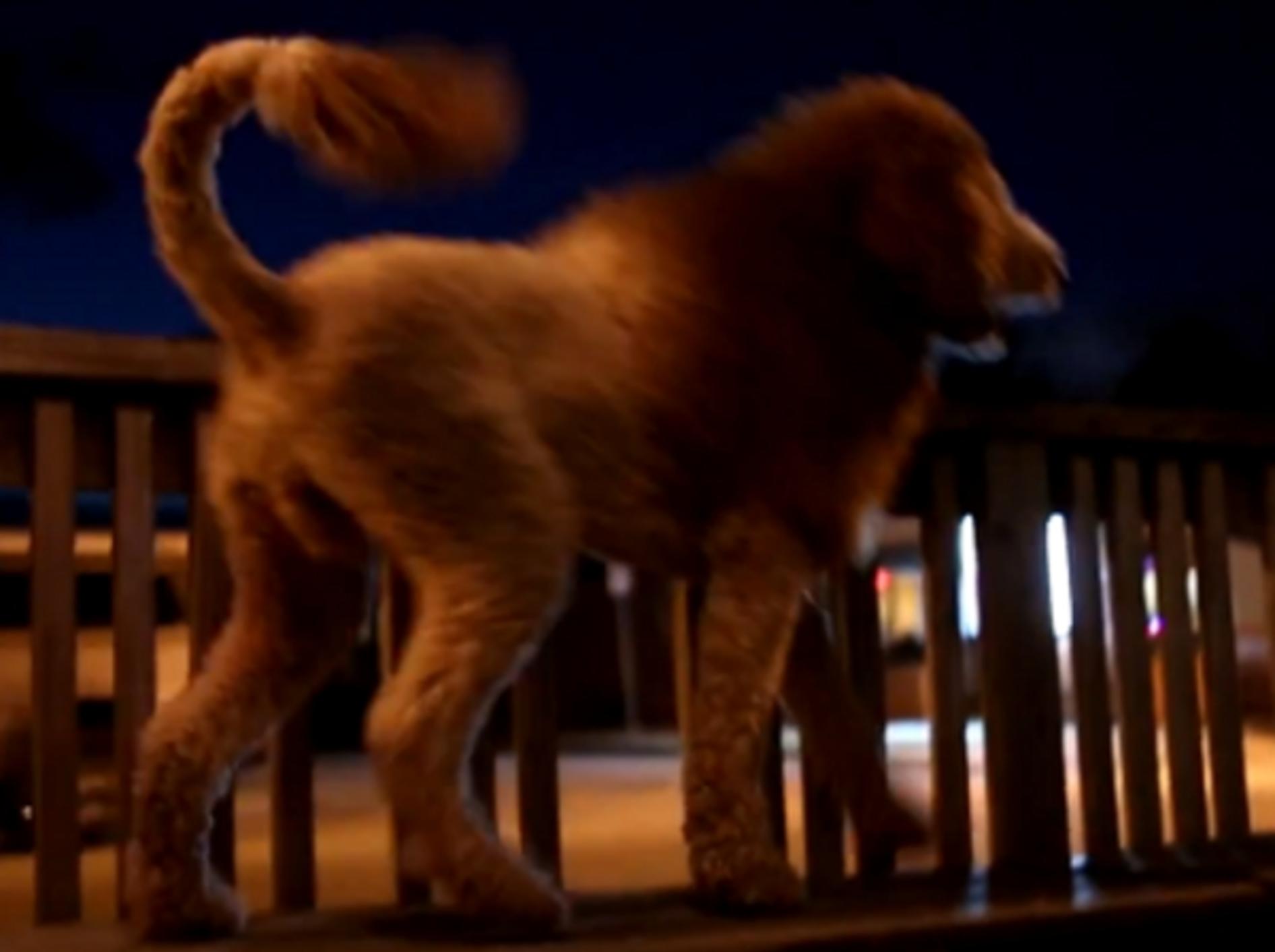 Hund löst Panik aus: Dieser Labradoodle sieht wie ein Löwe aus