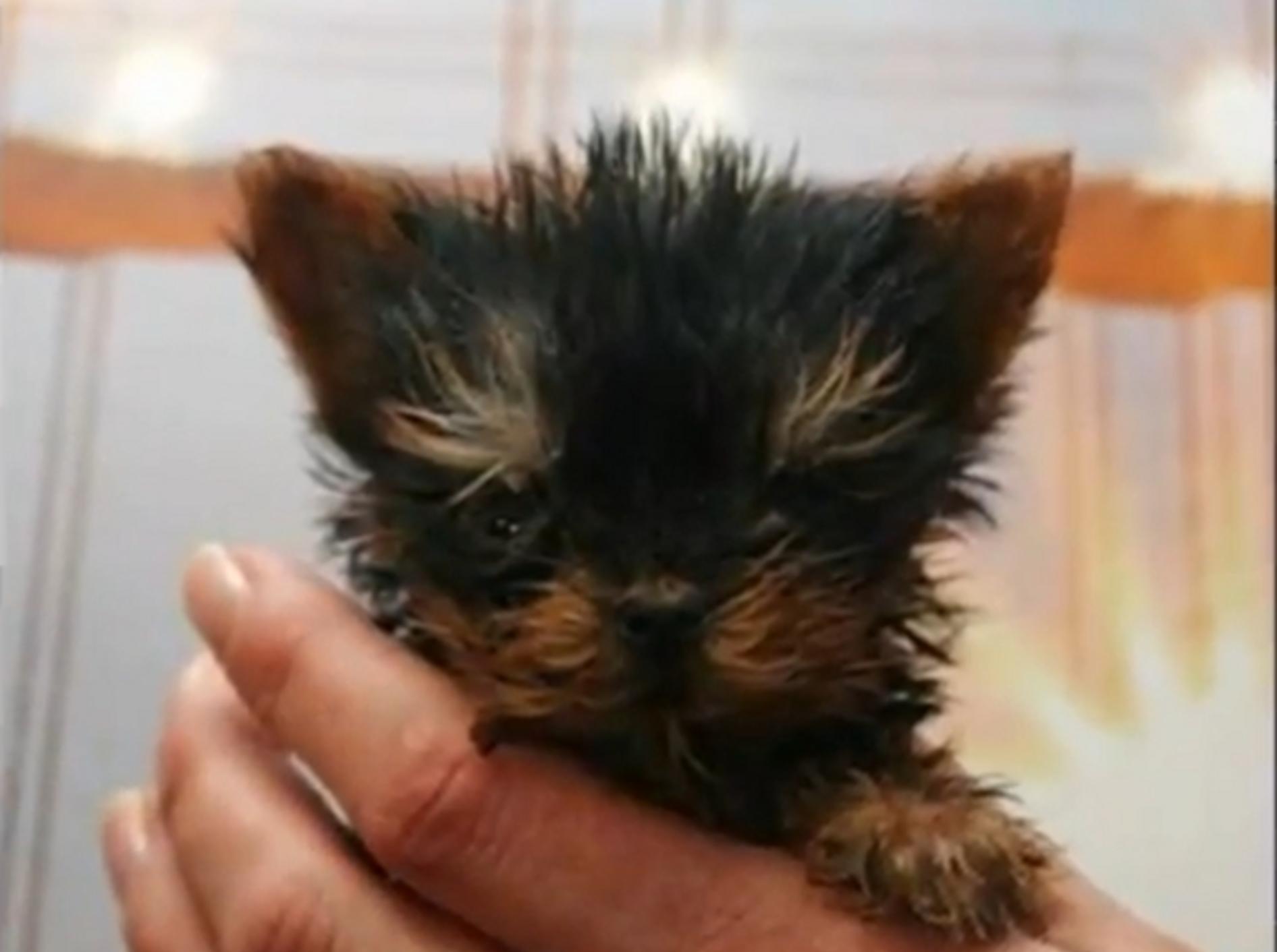 Ist Meysi der kleinste Hund der Welt?