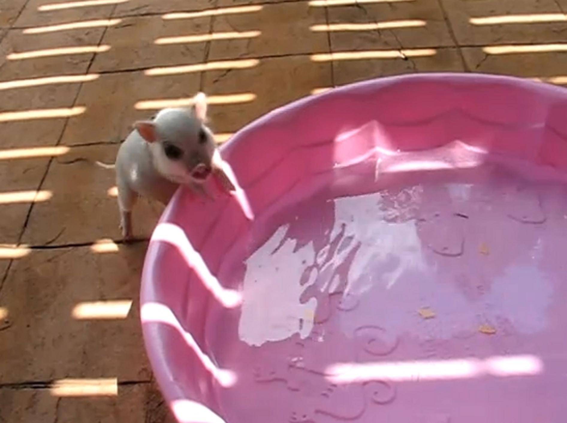 Minischwein Hamlet will im Pool baden