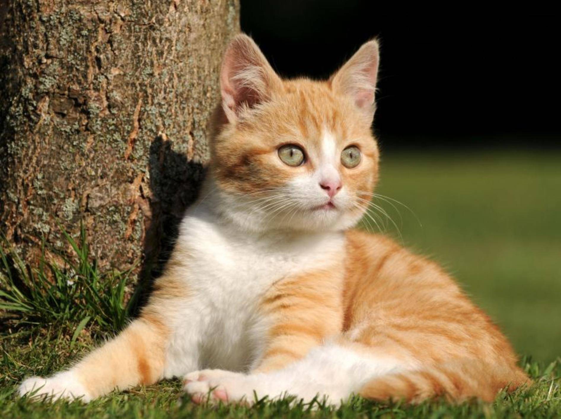 Rote-Katze-Baum-Ohren