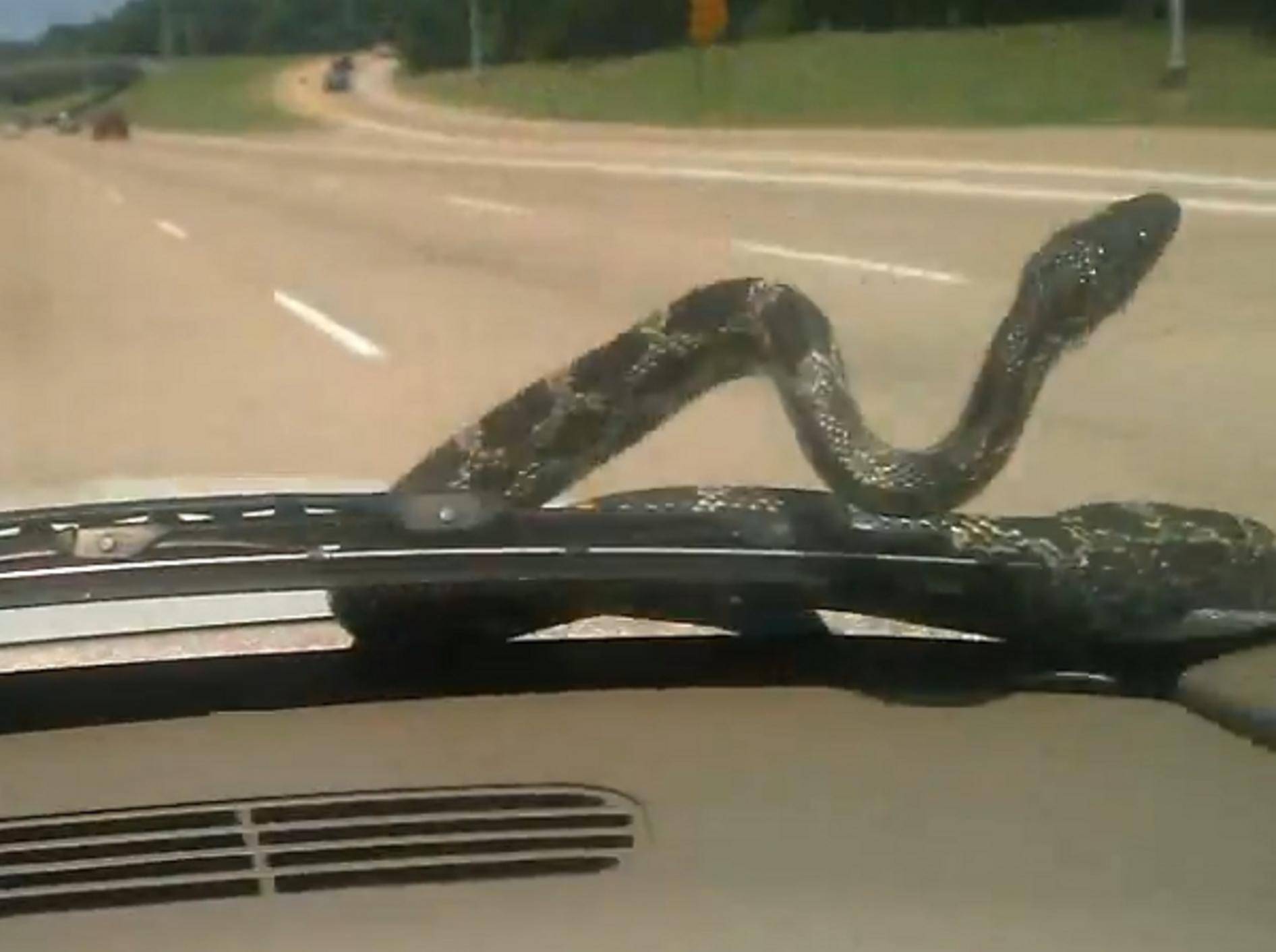 Schlange taucht während der Autofahrt vor der Windschutzscheibe auf