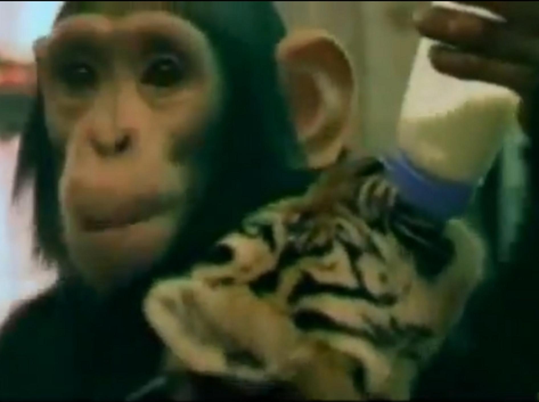 Affenfütterung: Schimpanse gibt dem Tigerbaby das Fläschchen
