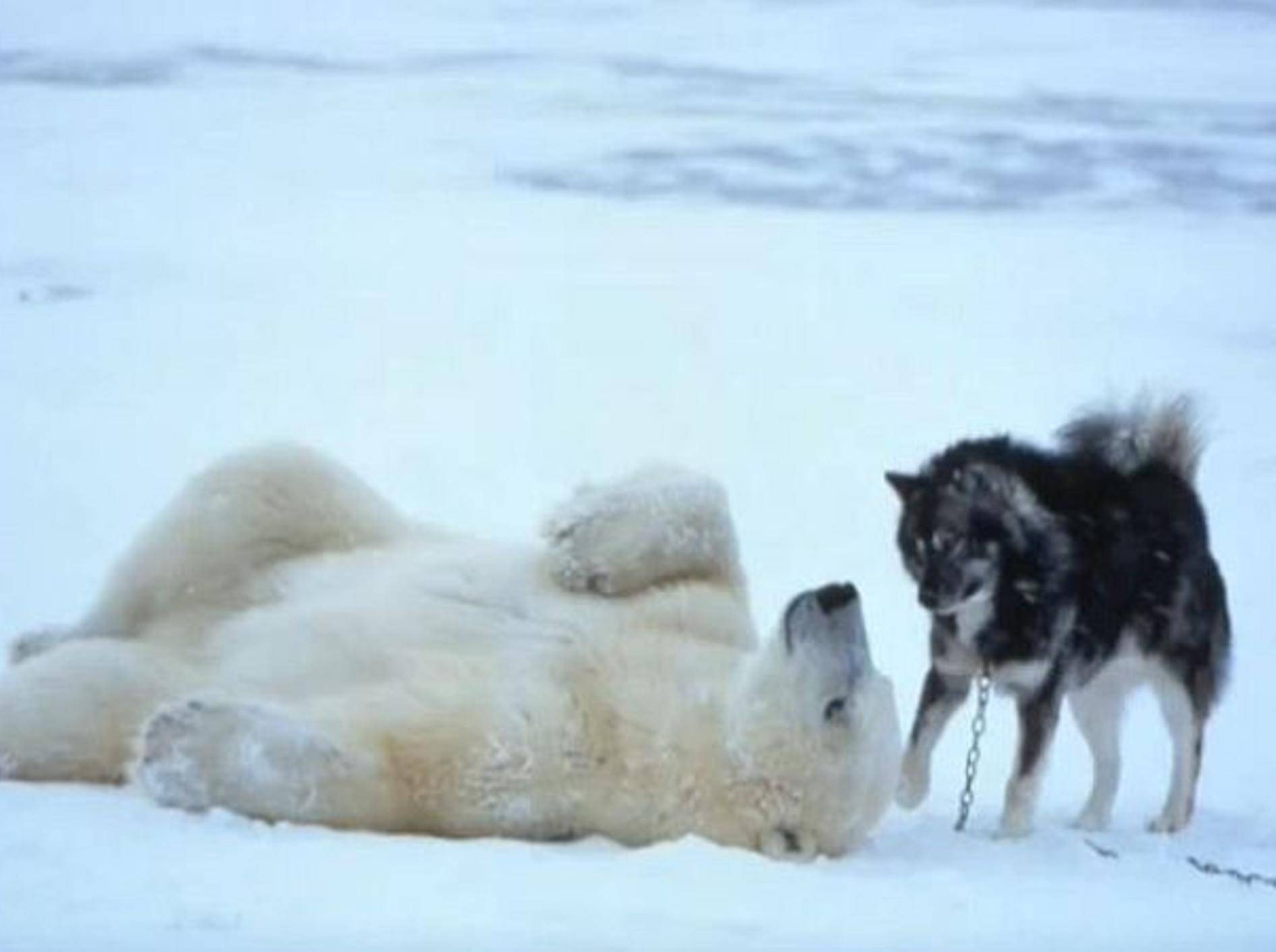 Hund spielt mit Eisbär. Bild – Youtube / speakingoffaith