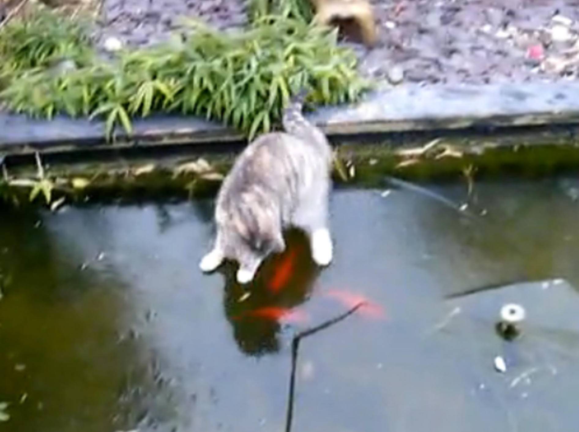 Unerreichbar: Katze auf dem Eis, die Goldfische leider darunter