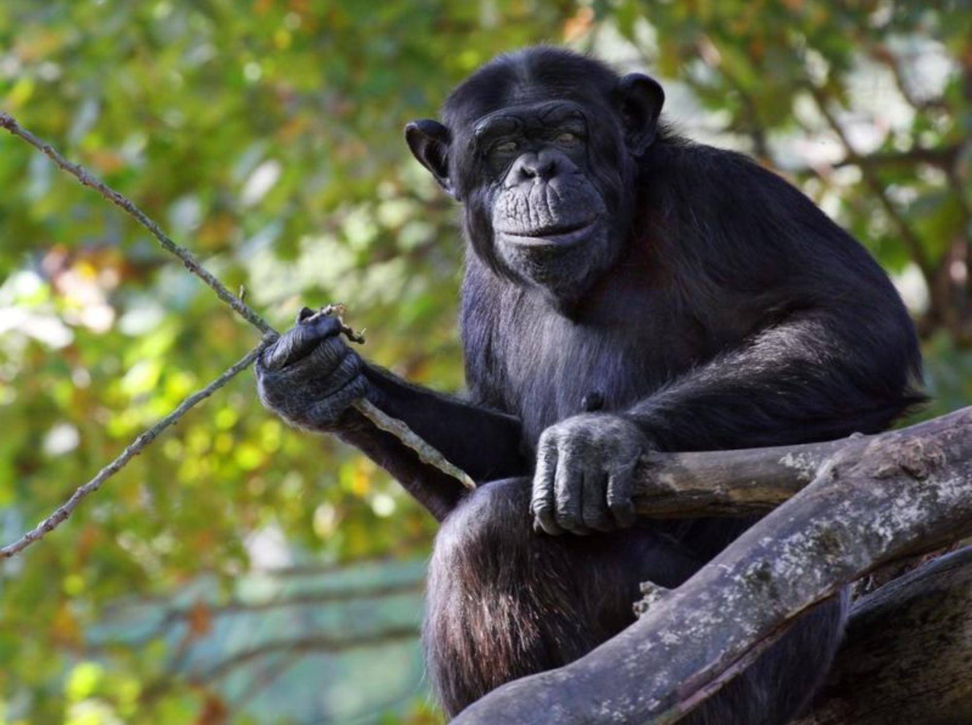 Affen: Sie benutzen zahlreiche Werkzeuge wie selbstverständlich