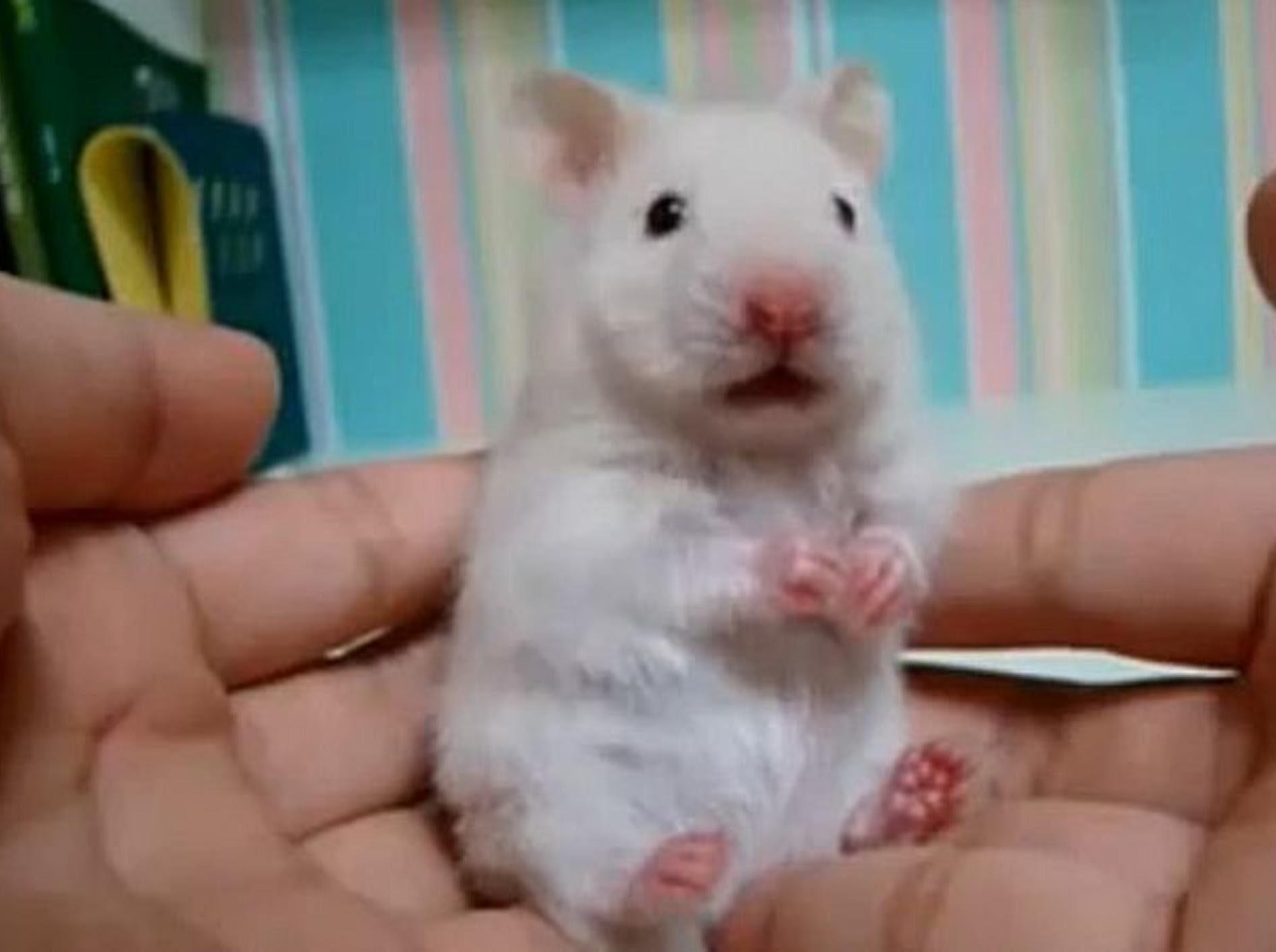 Geschockter Hamster – Bild: Youtube / kangtaer