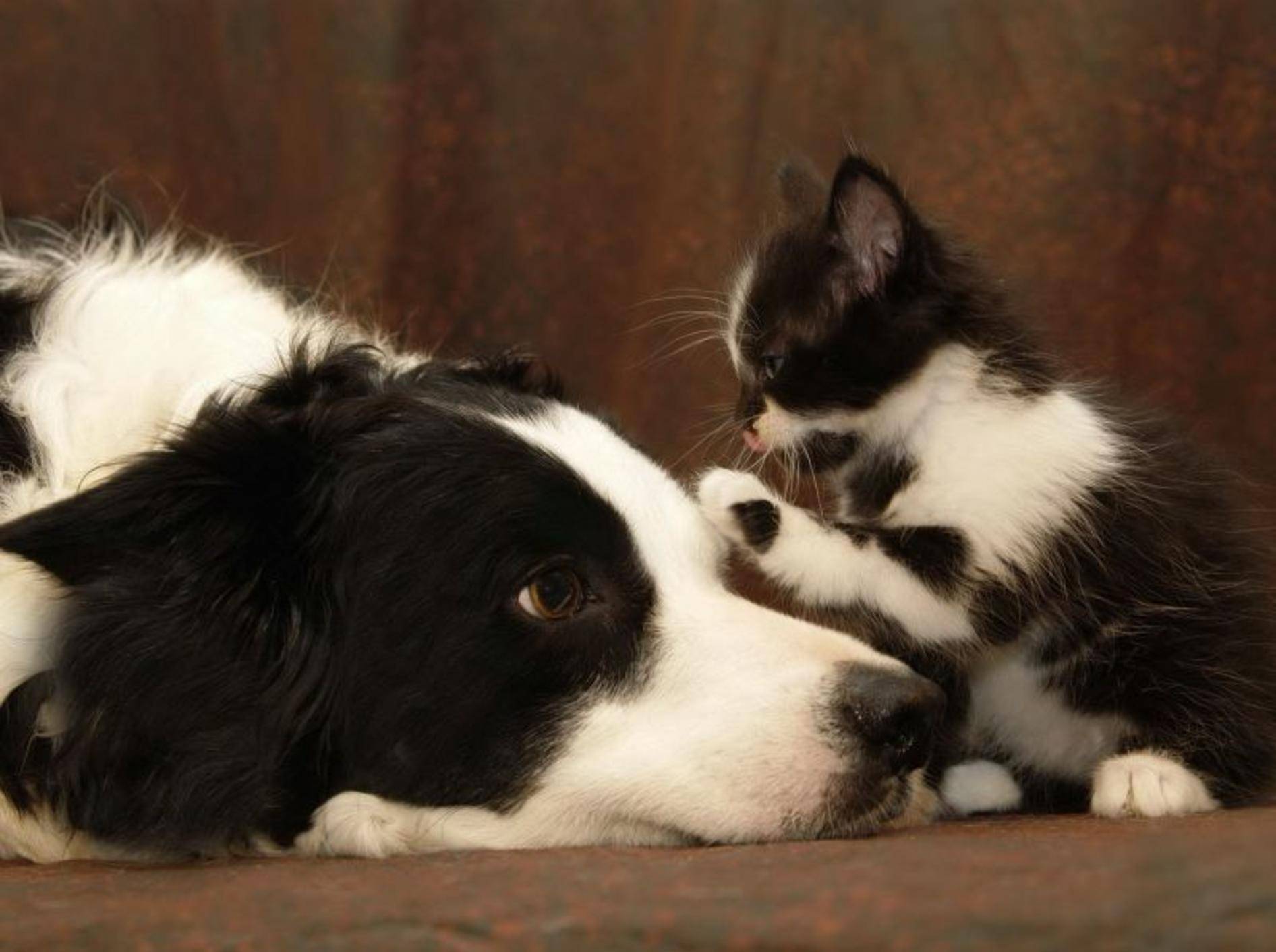 Freundschaft zwischen Katze und Hund / Bild: Shutterstock / Dale A Stork