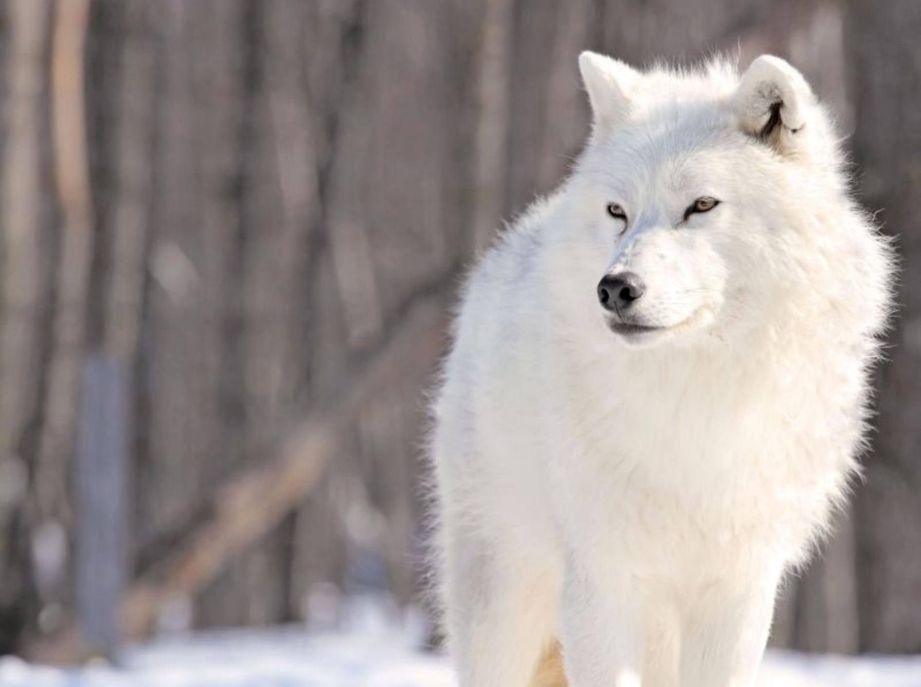 Der Wolf kehrt nach Deutschland zurück: Mit ihm auch die Angst? — Bild: Shutterstock / karl umbriaco