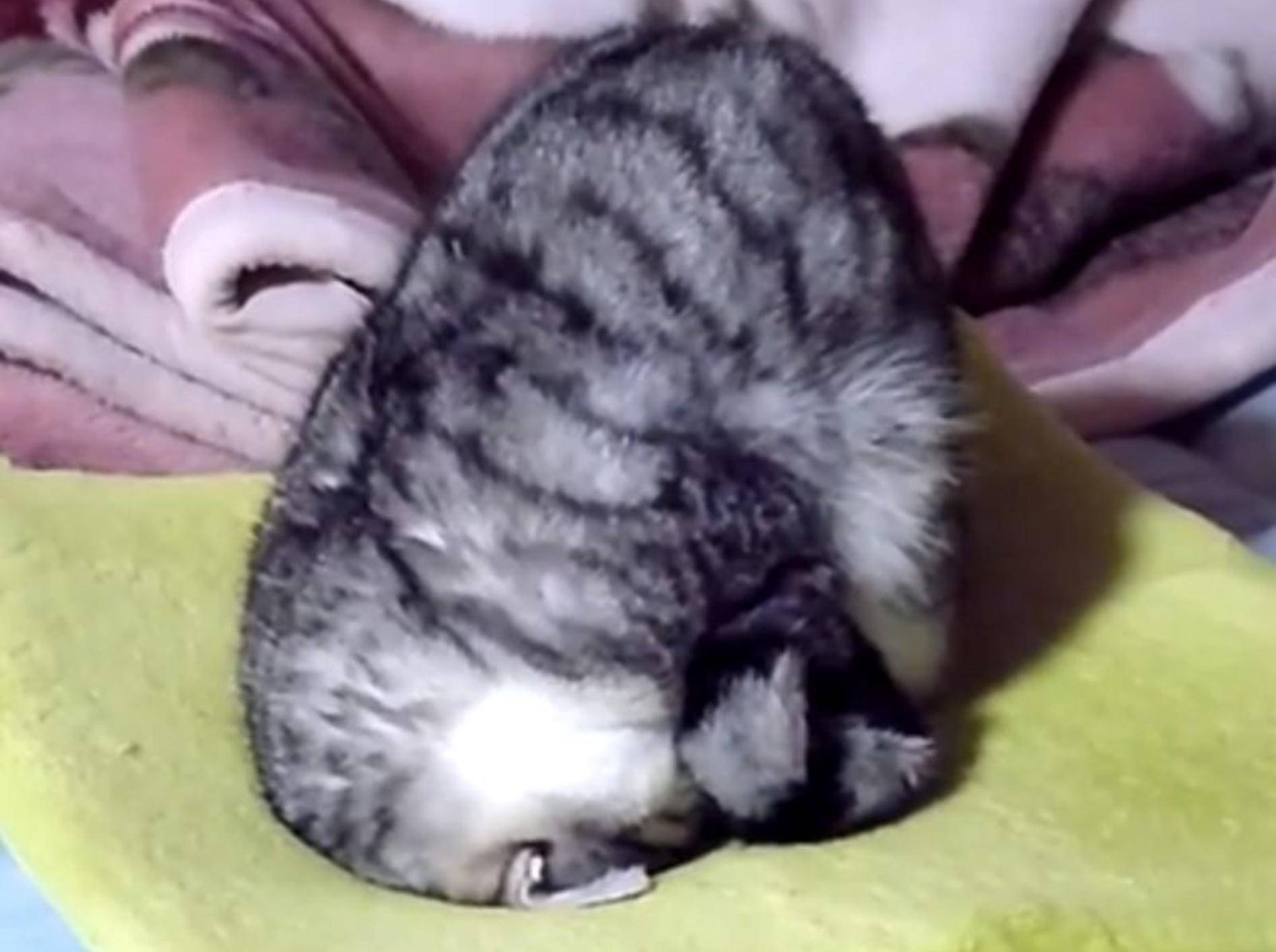 Lustige Katze schläft auf dem Kopf — Bild: Youtube / kakito275