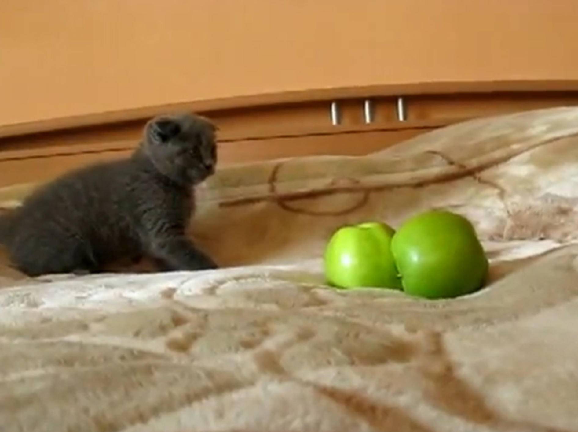 Süßes Kätzchen legt sich mit Äpfeln an