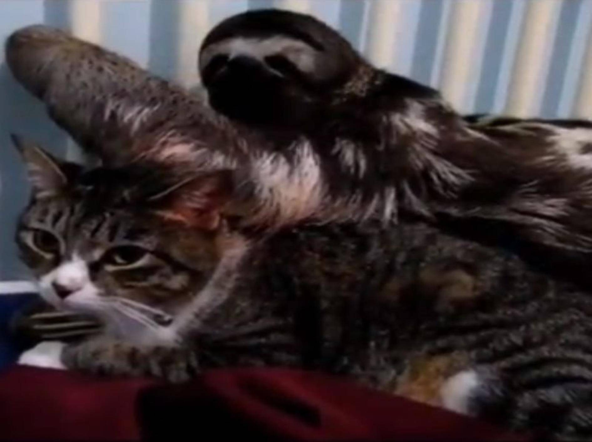 Verliebtes Faultier bemüht sich um Katze — Bild: Youtube / pillybarbie