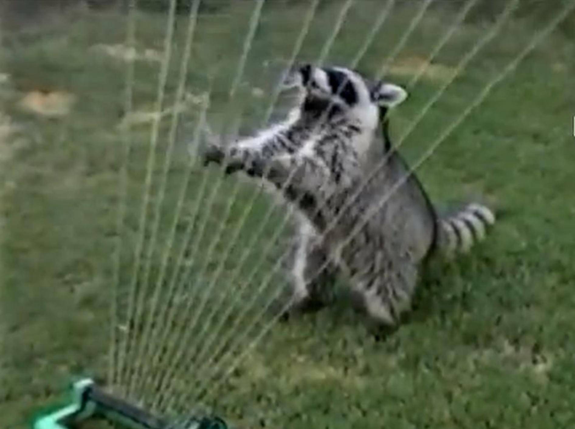 Wasserspaß im Garten: Lustiger Waschbär spielt Harfe — Bild: Youtube / PETSAMI