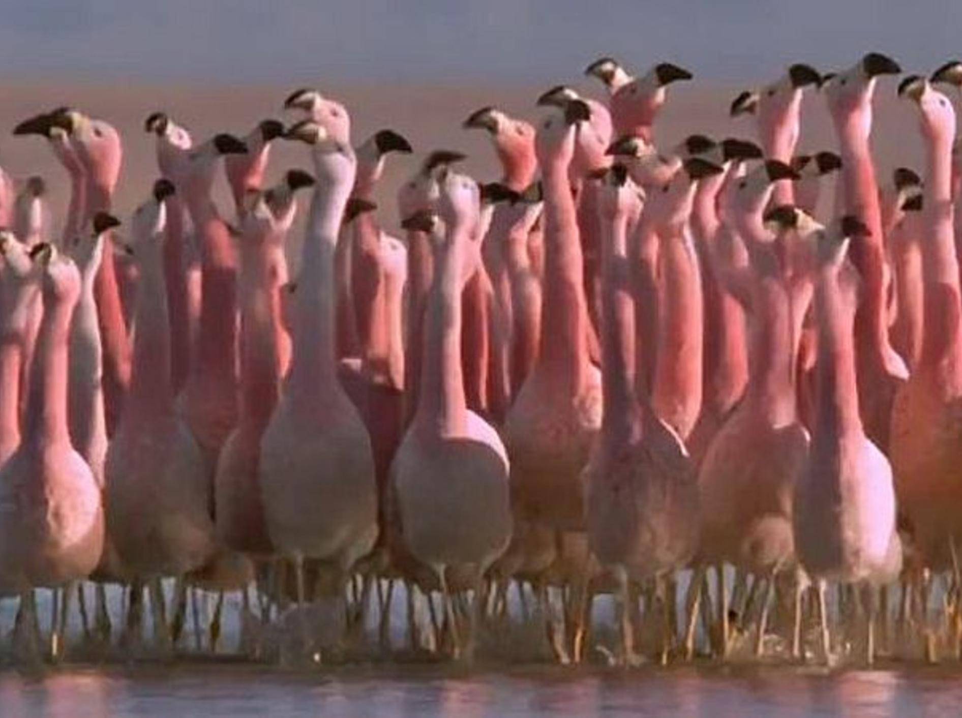 flamingos-tanzen
