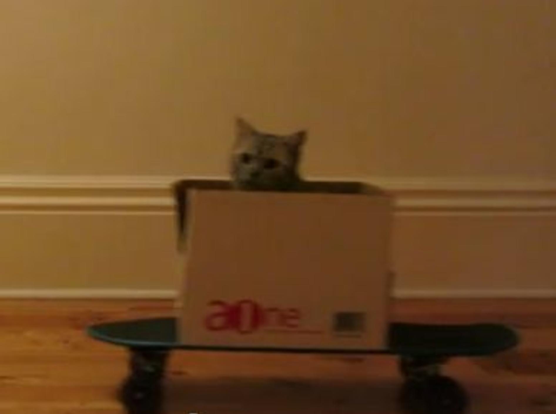 Lustige Katze skatet im Karton — Bild: Youtube / perkyballs