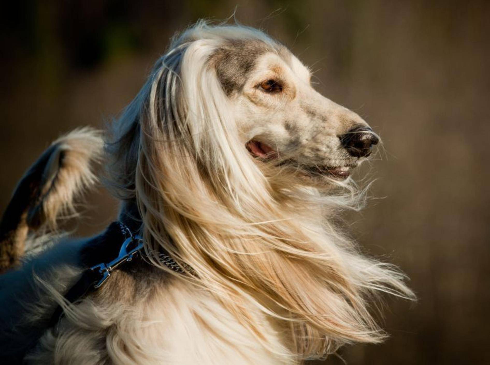 Der Afghanischer Windhund fällt durch ein besonders langes Haarkleid auf — Bild: Shutterstock / mariait
