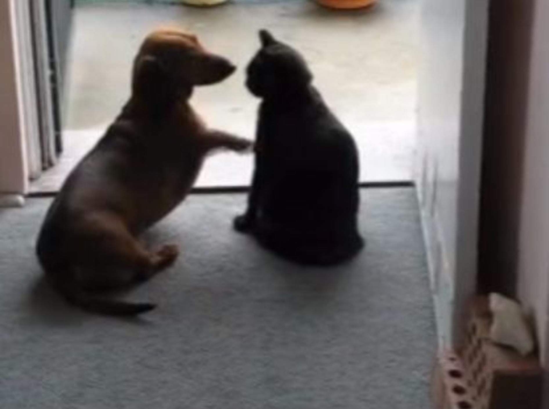 Verspielter Dackel trifft auf strenge Katze: Nein heißt Nein! — Bild: Youtube / Iain1957