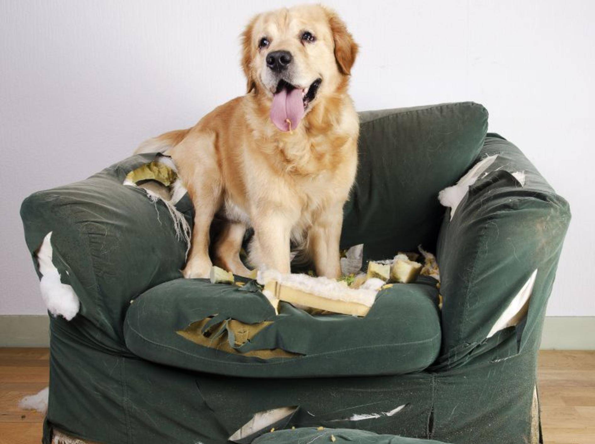 Welche Schäden deckt die Hundehaftpflicht ab? — Bild: Shutterstock / Jeroen van den Broek