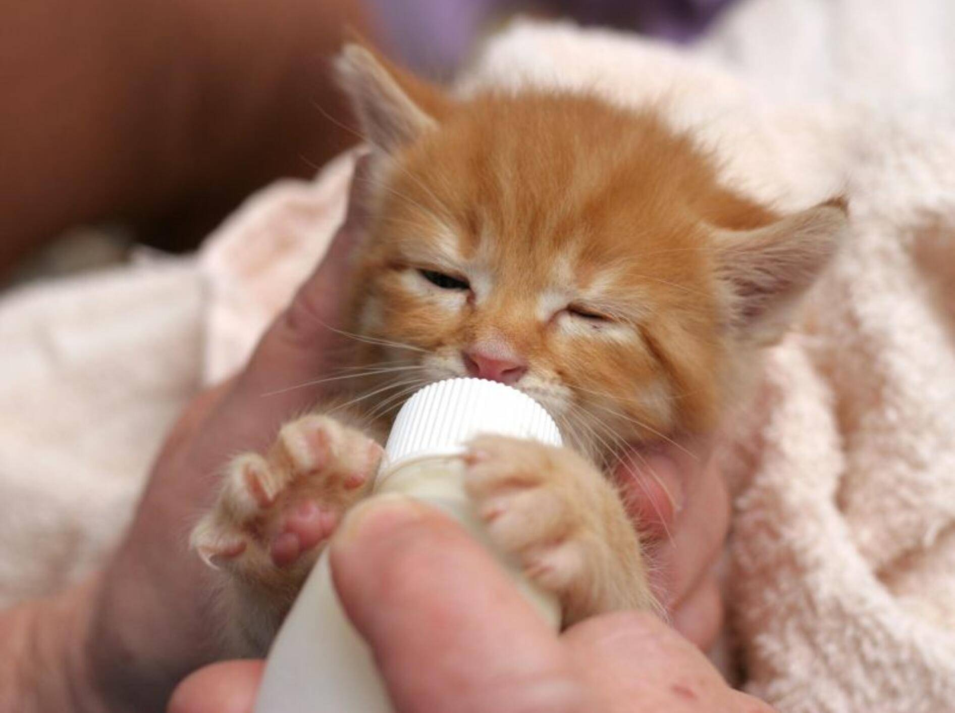 Hübsches rotes Waisenkätzchen genießt in Frieden seine Milchflasche — Bild: Shutterstock / Sue McDonald