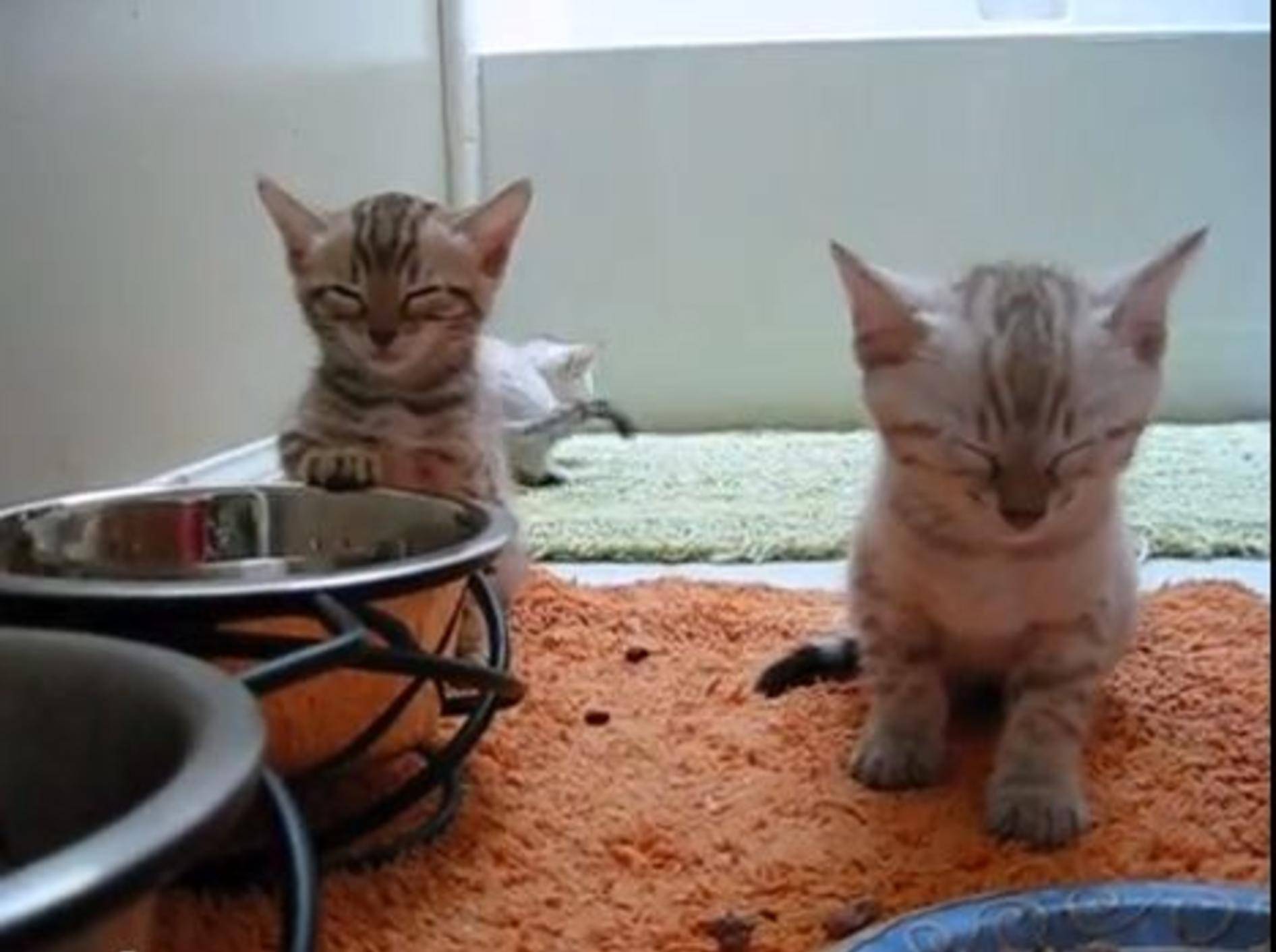Knuffige Bengal-Katzenbabys: Essen macht sooo müde — Bild: Youtube / Julie Stanton Welch