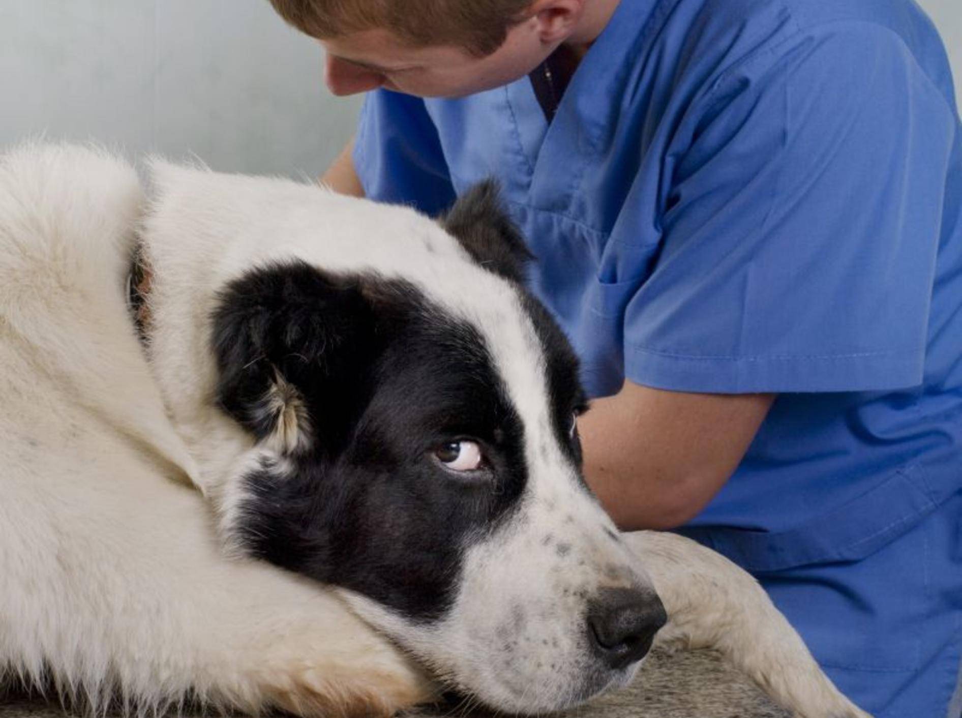 Je früher Tetanus beim Hund behandelt wird, desto besser — Bild: Shutterstock / Byelikova Oksana